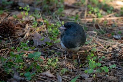 Little Junco Fotos de archivo