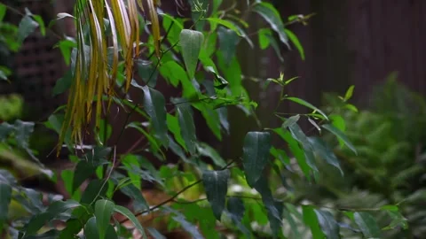 Little jungle at the garden Video stock 293956830
