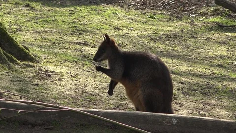 Little kangaroo in the shadow of a tree Stock Footage 79842845