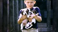 Little Kid Child Boy Holds Puppies Puppy Dog Vintage Film Home Movie  Stock Footage
