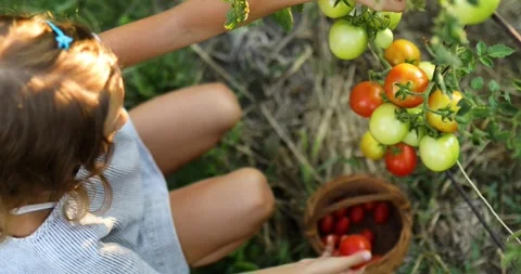 Little kid girl picking, collect harvest of organic red tomatoes in basket at Stock Footage 160316979