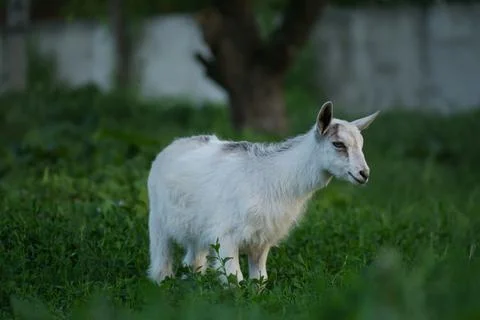 Little kid goat on  warm spring day. Childhood goats on farm. Beautiful goat  Stock Photos