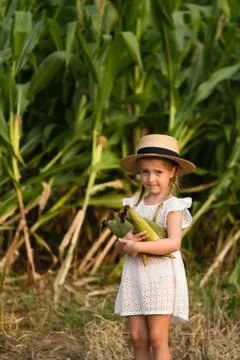 Little kid in a hat standing in the middle of a corn field. Harvest time. org Stock Photos