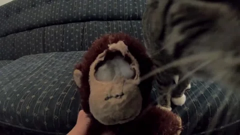 A little kitten attacks and plays with a stuffed toy of a monkey with its Stock Footage 167257802