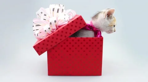 Little kitten with bow get out from the gift box Stock Footage 52773260