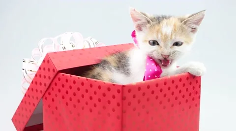 Little kitten with bow in the present box Stock Footage 52773093
