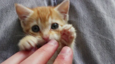 Little kitten cat playing Stock Footage 39290320