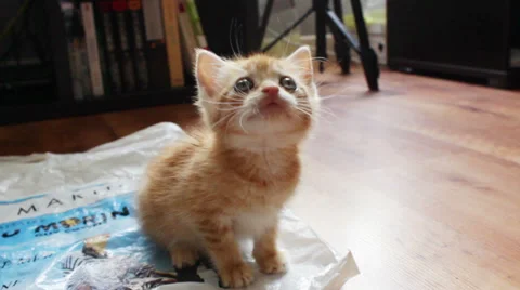 Little kitten cat playing Stock Footage 39291465