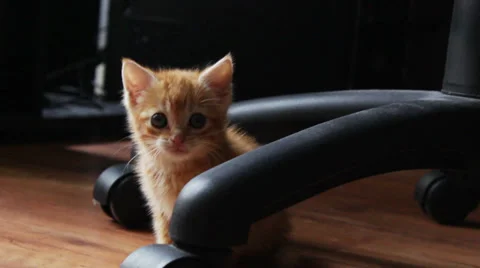 Little kitten cat playing Stock Footage 39295182