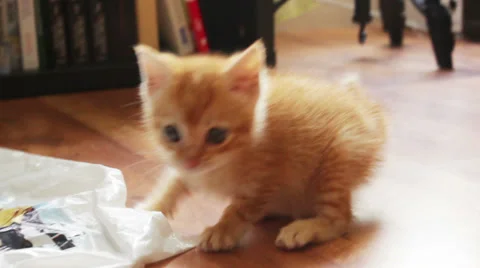 Little kitten cat playing Stock Footage 39296685