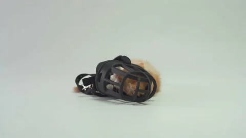 A little kitten chews on a dog's muzzle Stock Footage 159668667