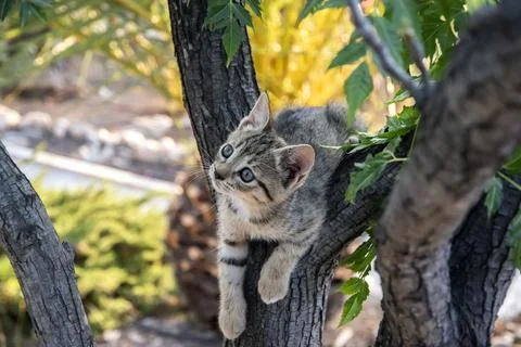 Little kitten closeup Stock Photos