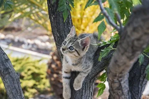 Little kitten closeup Stock Photos