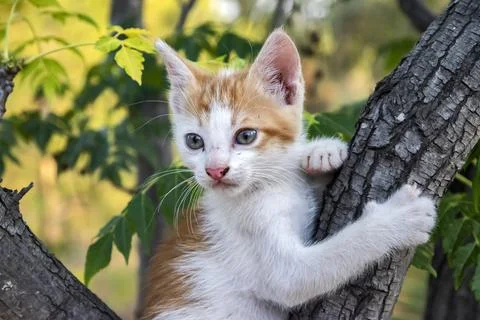 Little kitten closeup Stock Photos