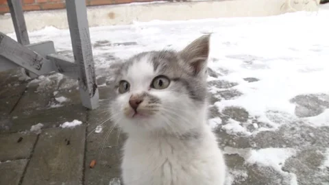 A little kitten is cold, looking for heat Stock Footage 104942827