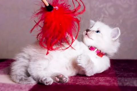 Little kitten developing world Stock Photos