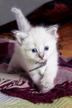Little kitten developing world Foto stock