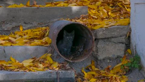 Little kitten in a drain pipe surrounded by fallen yellow leaves Stock Photos