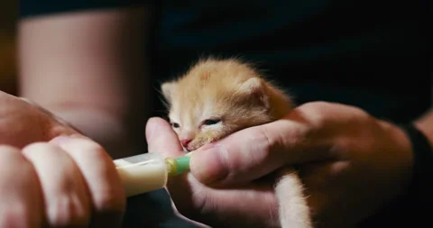 Little kitten eats from dropper Stock Footage 231344389