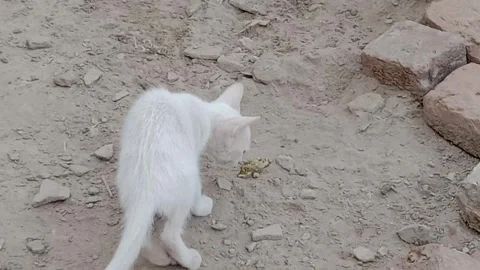 Little Kitten Exploring the Ground in a Sweet Natural Moment Stock Footage 346428095