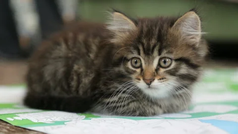 Little kitten on floor 库存影片 99897819