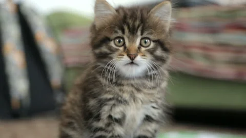 Little kitten on floor Stock Footage 99897840