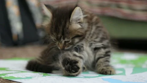 Little kitten on floor 库存影片 99897842