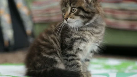 Little kitten on floor Stock Footage 99897847