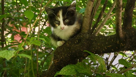 Little Kitten Vídeo Stock 113461782
