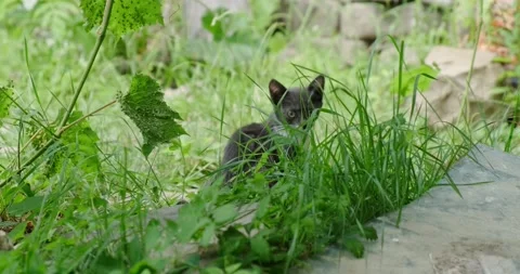 Little kitten Stock Footage 137648692