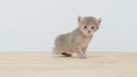 Little kitten Stock Footage 222739348