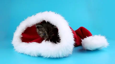 Little kitten get out from red Santa Claus hat Stock Footage 67658001
