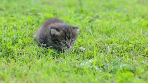 Little kitten on the grass Video stock 95972985