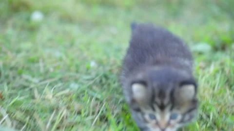 Little kitten on the grass Stock Footage 96011683