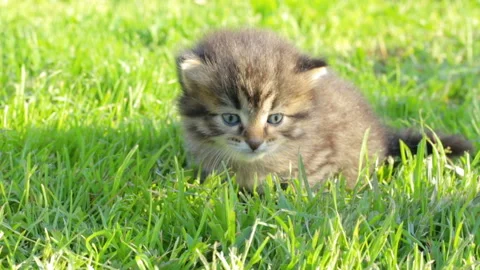 Little kitten on the grass 库存影片 96011713