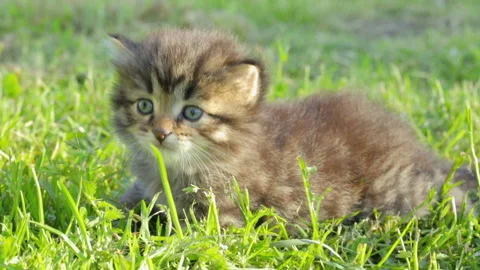 Little kitten on the grass Stock Footage 96011728
