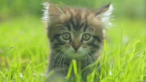 Little kitten in grass Stock Footage 99898449