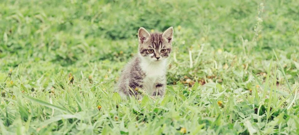 Little kitten on grass Stock Photos