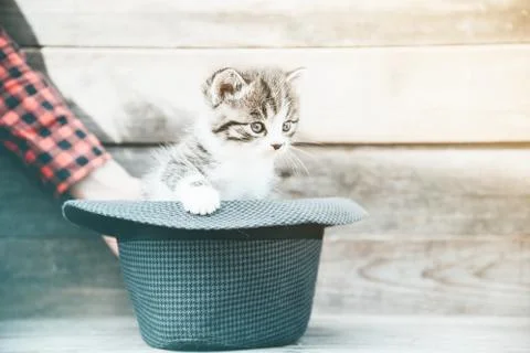 Little kitten in the hat Stock Photos