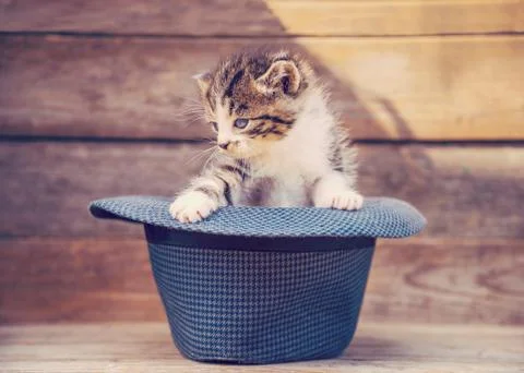 Little kitten in the hat Stock Photos