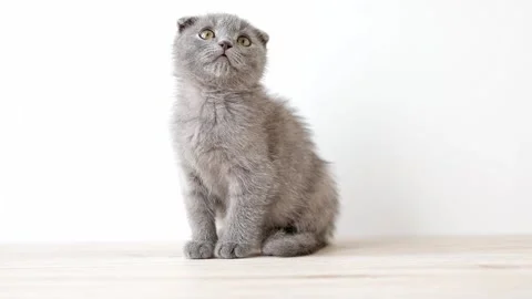 Little kitten on a light background Video stock 191133614