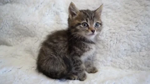 Little kitten looking at the camera Stock Footage 193539260