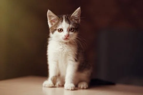 Little kitten looking at the camera Stock-Fotos