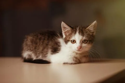 Little kitten looking at the camera Stock Photos