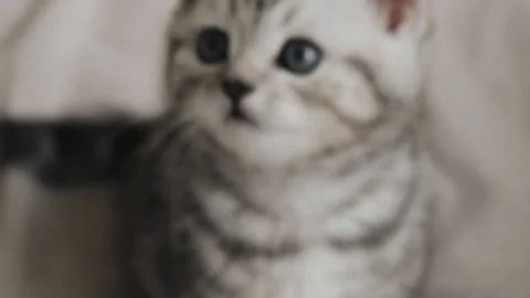 Little kitten looking up Video stock 103085712