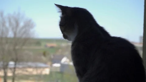  Little kitten looking out the window (4K) Stock Footage 128922160