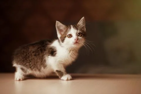 Little kitten looking up Stock Photos