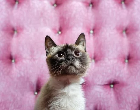 Little kitten looking up while sitting on the couch Stock Photos