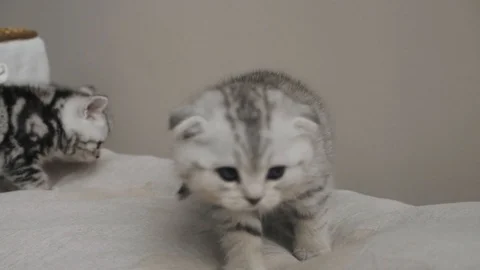 Little kitten looks into the camera Video stock 103085656