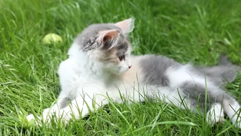 A little kitten is lying in the grass playing Stock Footage 162322941